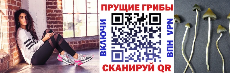 Псилоцибиновые грибы Psilocybine cubensis  купить   Котельники 